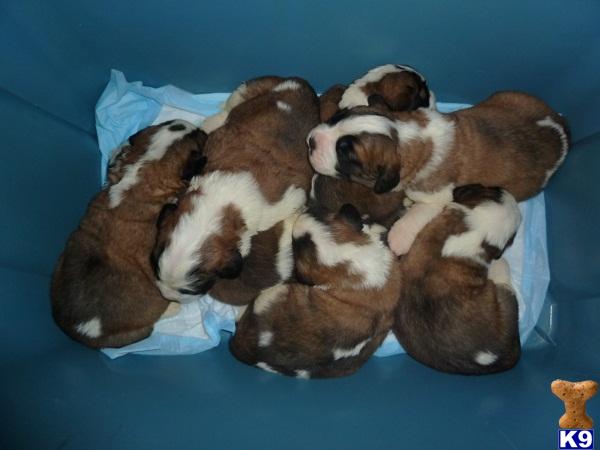 Saint Bernard Puppies