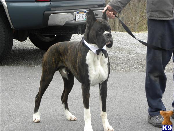 Stud Dogs in WV