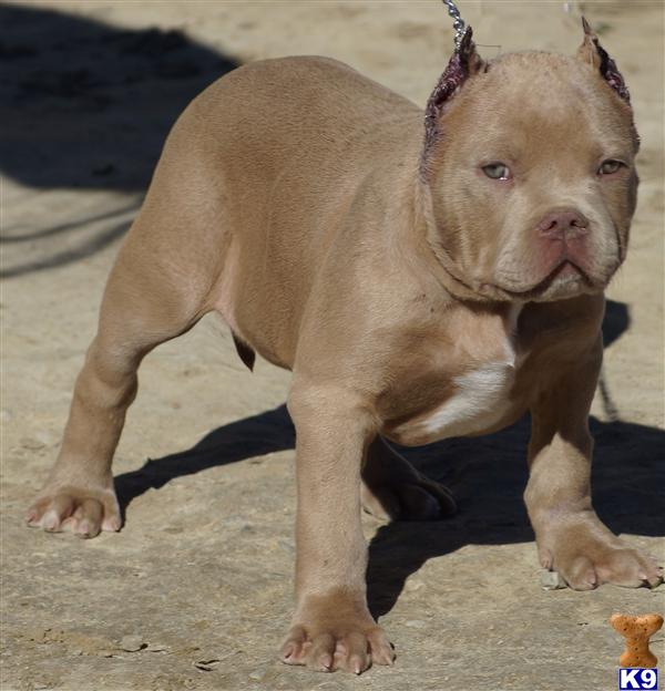 ear cropping price american pit bull puppy for sale bud bully sold sold sold providing 6 ear cropping price american pit bull puppy for sale bud bully sold sold sold providing 6