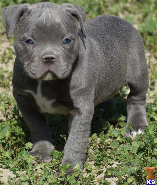 blue nise pitbullblue nise pitbull 