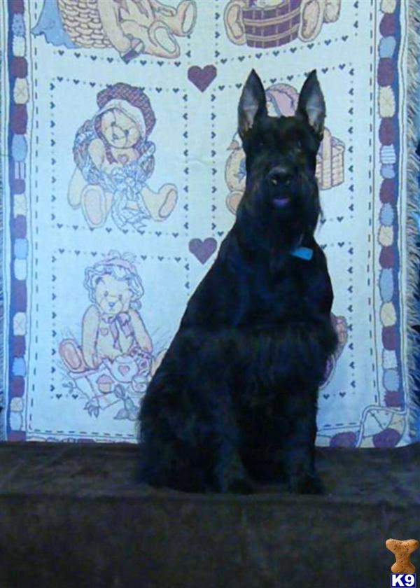 Stud Dogs - Giant Schnauzer
