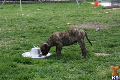 American Bulldog Puppies for Sale