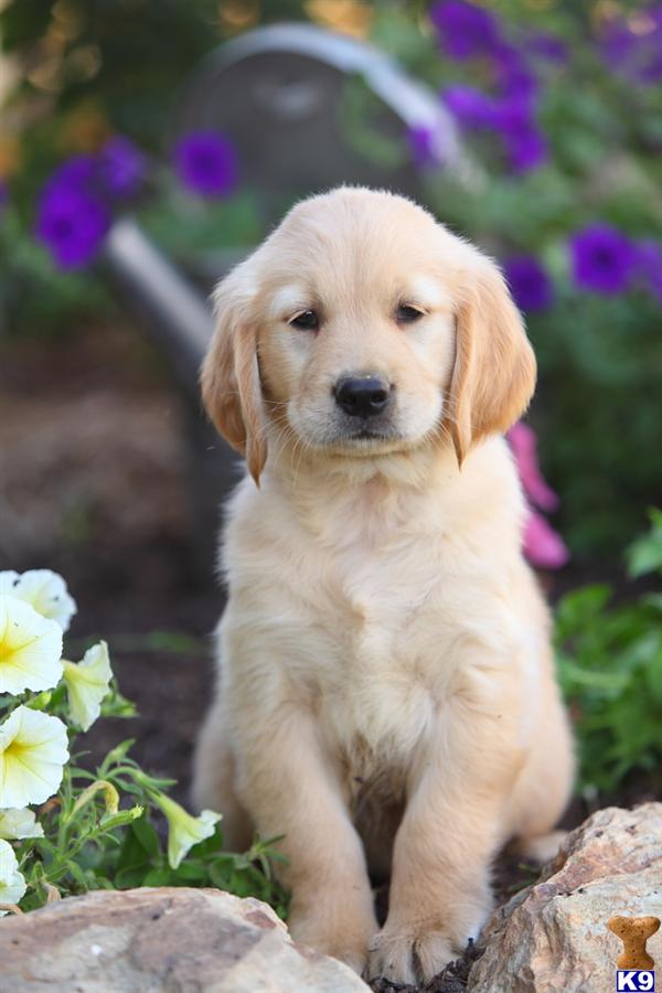 pennsylvania golden retrievers pennsylvania golden retriever breeder breeds picture pennsylvania golden retrievers pennsylvania golden retriever breeder breeds picture