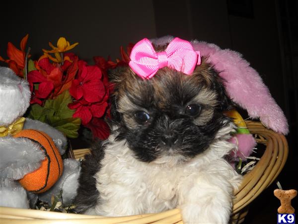 Shih Tzu Puppies in TX