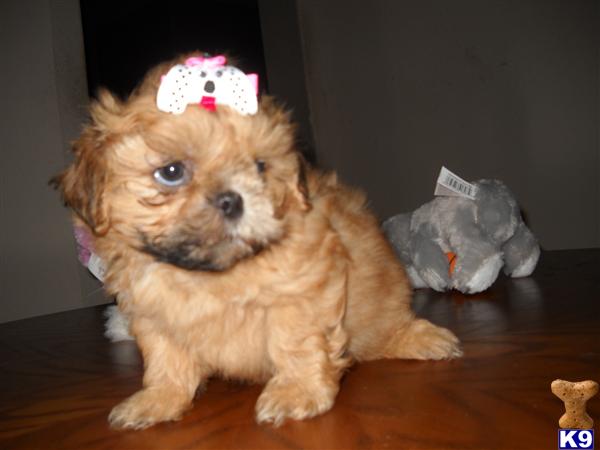 Shih Tzu Puppies in TX