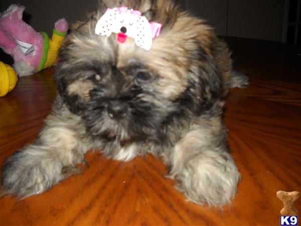Shih Tzu Puppies in TX