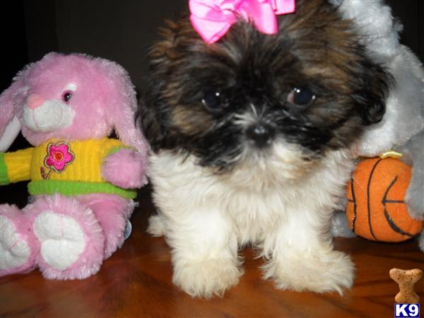 Shih Tzu Puppies in TX