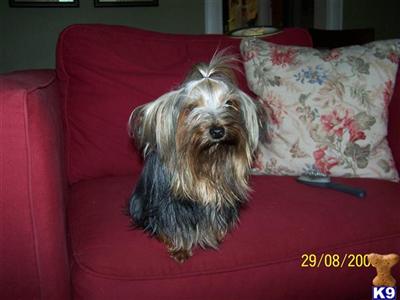 Dogs for Sale in NC