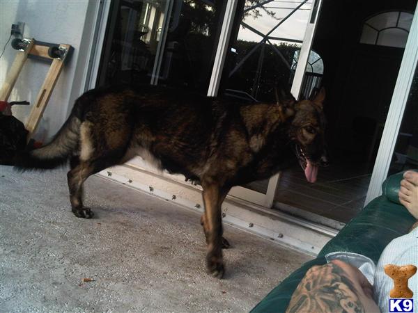 Dogs for Sale in FL