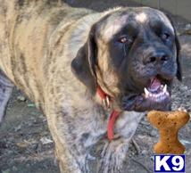 Stud Dogs - Mastiff