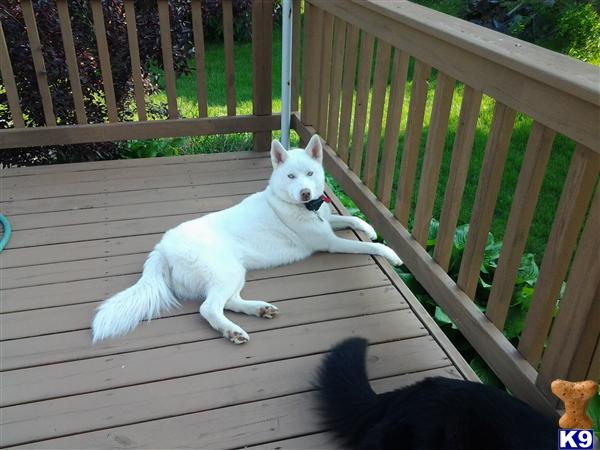 Stud Dogs - Siberian Husky