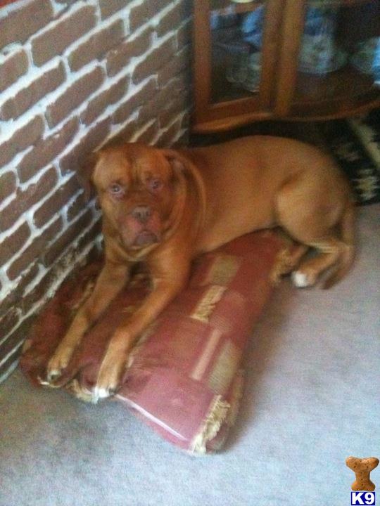 Stud Dogs in MI
