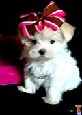 Maltese