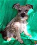Miniature Schnauzer