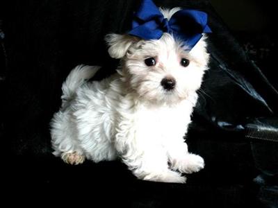 Puppies in MS