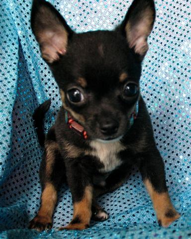 Puppies in MS