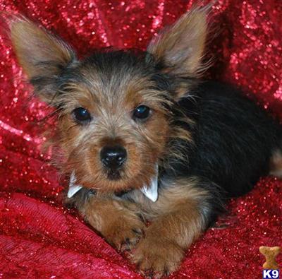 Puppies in MS