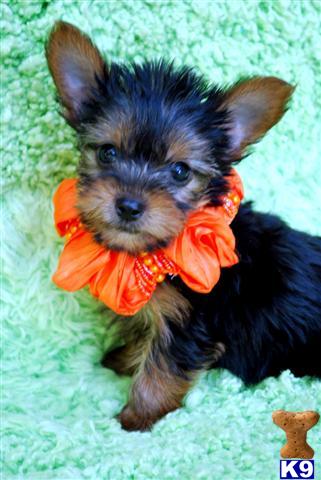 Puppies in MS