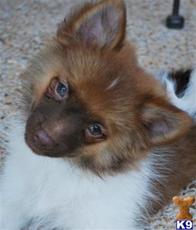 Puppies in MS