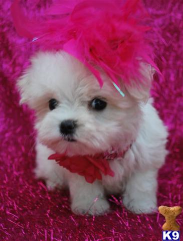 Puppies in MS