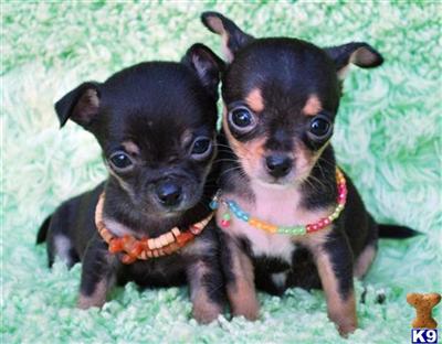 Puppies in MS