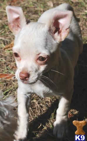 Puppies in MS
