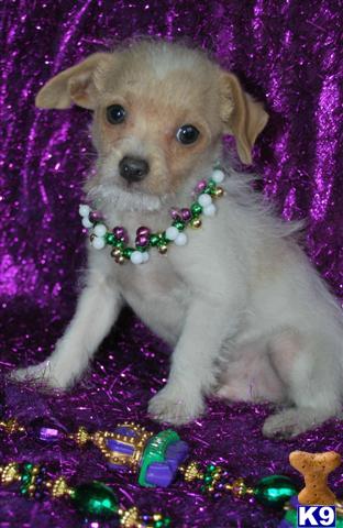 Puppies in MS