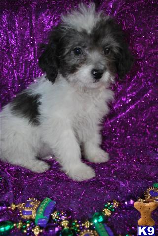 Puppies in MS