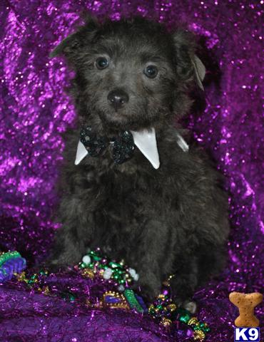 Puppies in MS