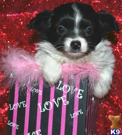 Chihuahua Puppies for Sale