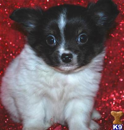 Chihuahua Puppies for Sale