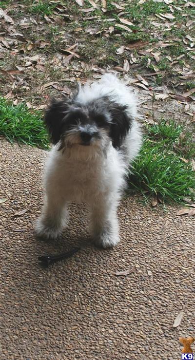 Bichon Frise Puppies for Sale