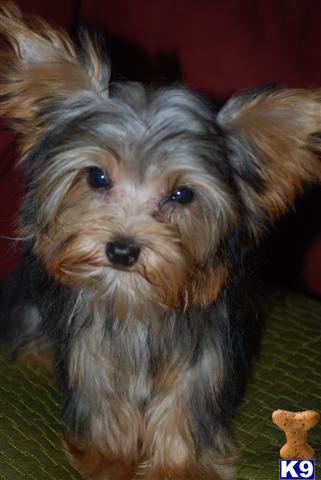 Yorkshire Terrier Puppies for Sale