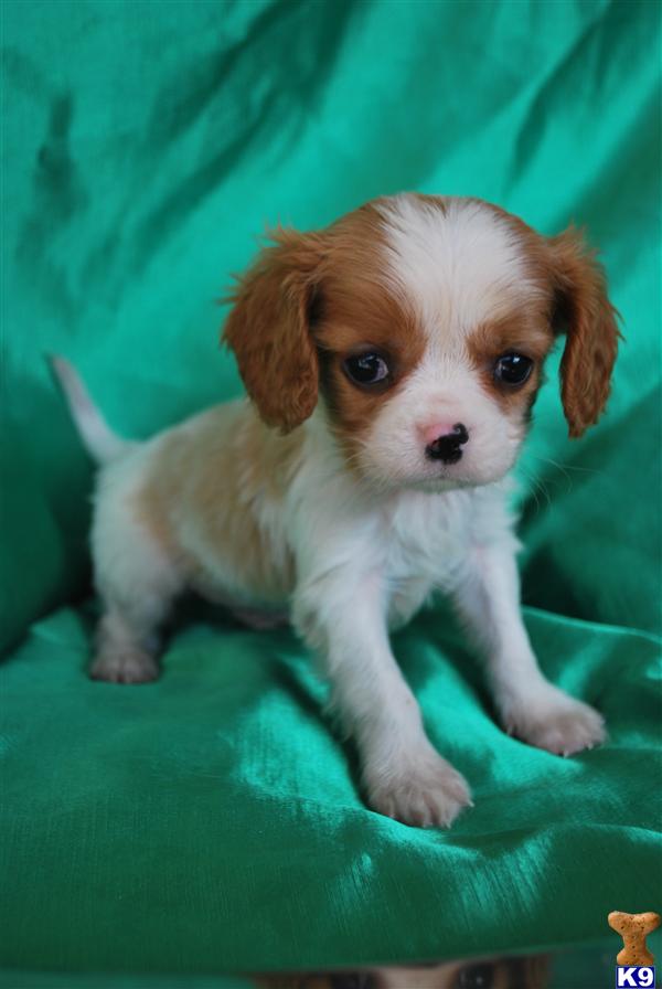 Cavalier King Charles Spaniel Puppies