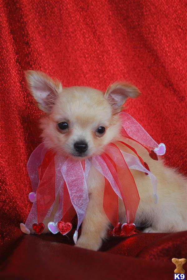 Puppies in MS