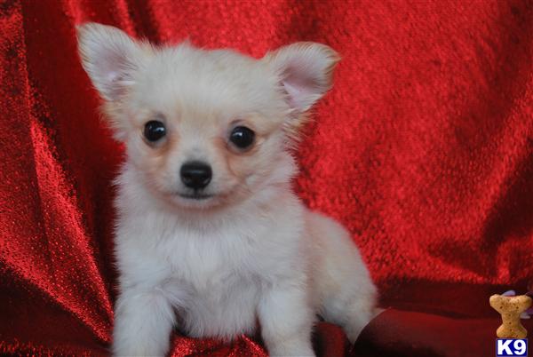 Puppies in MS