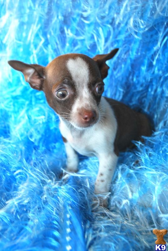Puppies in MS