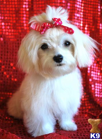 Maltese+shih+tzu+mix+puppies+for+sale+in+pa