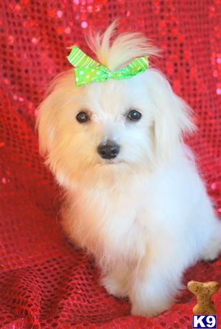 Maltese+shih+tzu+mix+puppies+for+sale+in+pa
