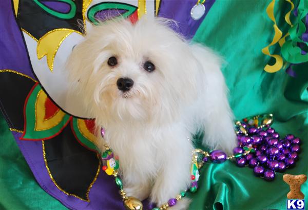 Maltese Puppies