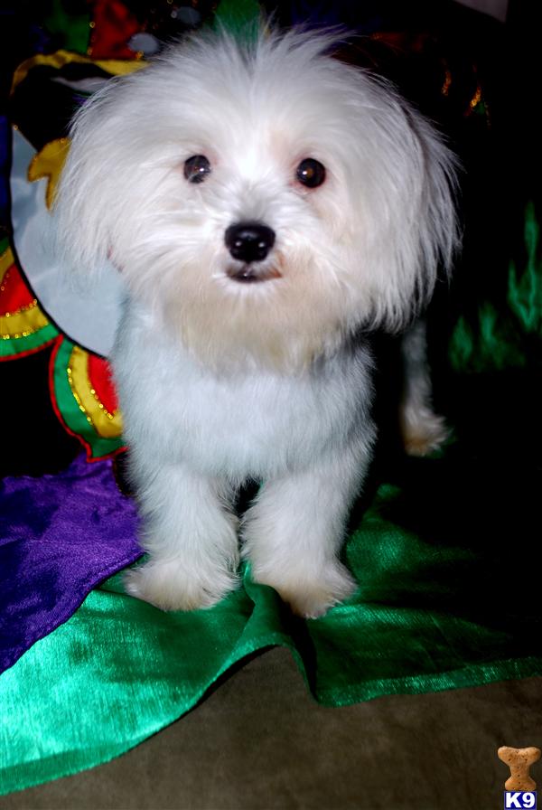 Maltese Puppies
