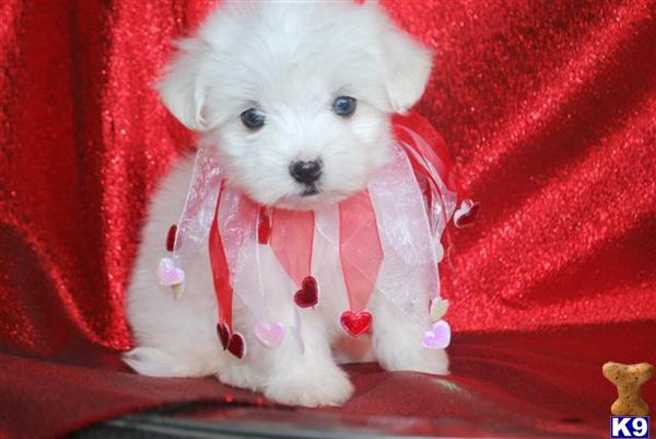 Maltese Puppies