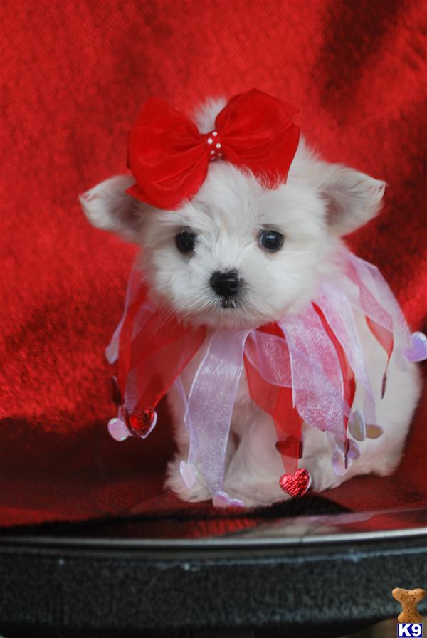 Maltese Puppies