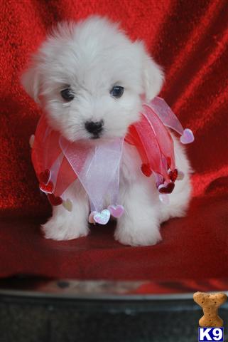 Puppies in MS