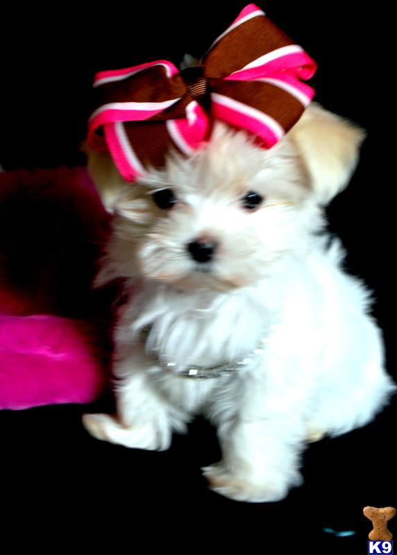 Puppies in MS