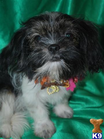 Shih Tzu Puppies
