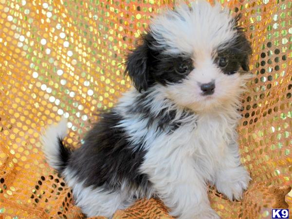 Shih Tzu Puppies