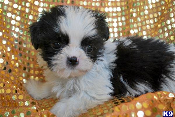 Shih Tzu Puppies