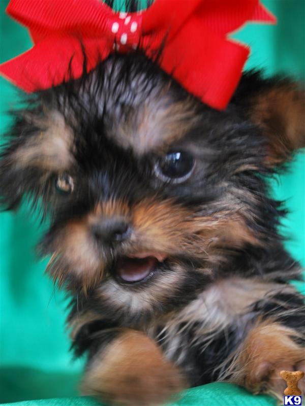 Yorkshire Terrier Puppies