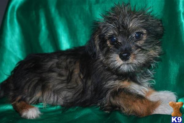 Yorkshire Terrier Puppies